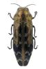 Coraebus undatus